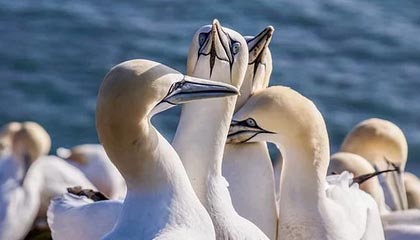 开云-王勤伯:马拉多纳的世界没有尽头