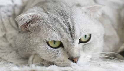 开云体育官网-网球澳洲赛季将“集中办赛” 澳网上座率25%封顶