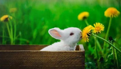 开云官网-维金斯增重转型四号位?新赛季他有三大目标